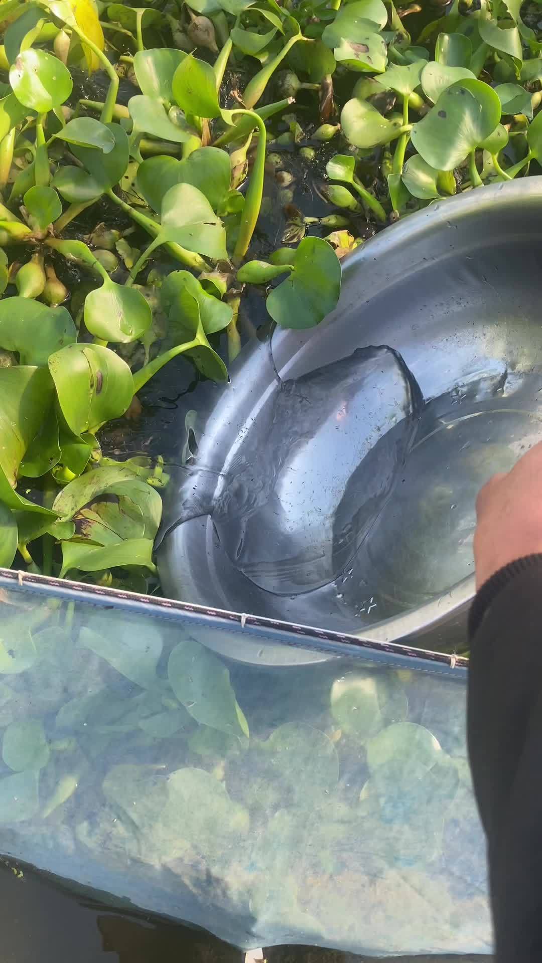 红鲤鱼 小鱼儿 东凤鱼香园