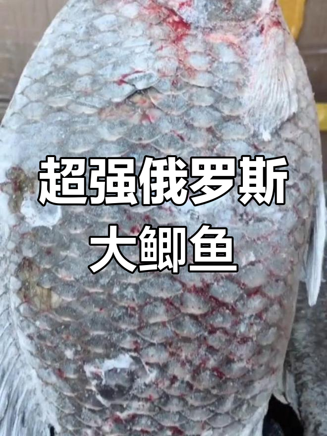 俄罗斯野生大鲫鱼,二三斤一条超带劲!