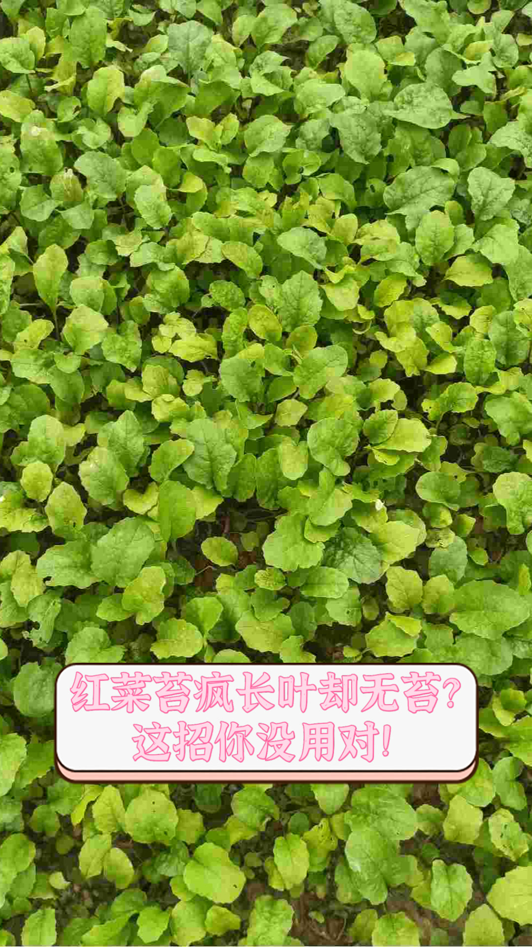 红菜苔疯长叶却无苔?这招你没用对!