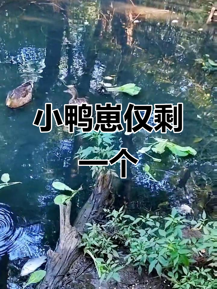 只剩一只小鸭崽,曾经的五只变成了独苗