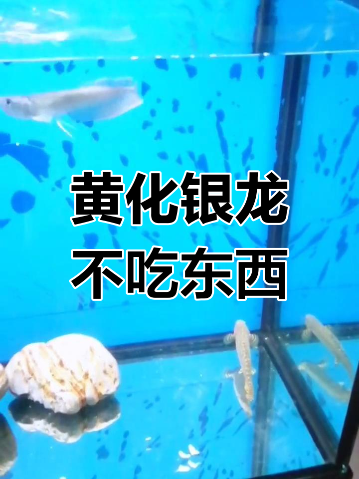 银龙鱼混养实验:黄化与普通银龙的相处之道