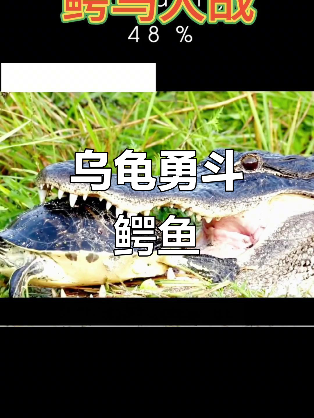 乌龟挑战鳄鱼，硬壳能否抵挡死亡翻滚？