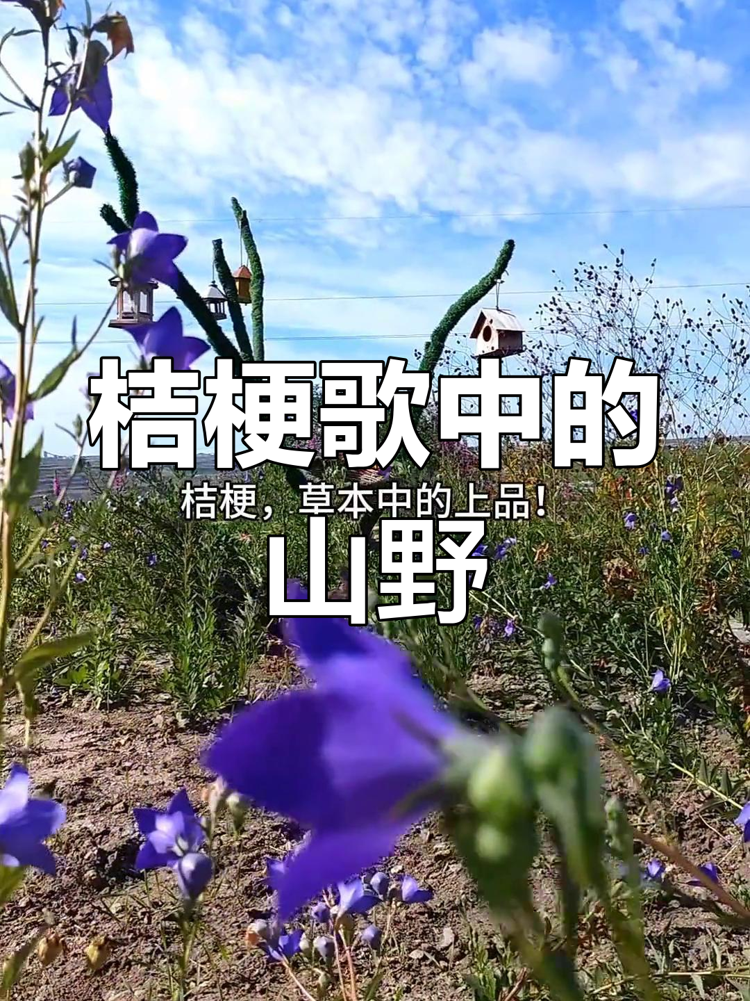 山中桔梗,一挖即满筐,歌声飘荡,朝鲜民歌的魅力