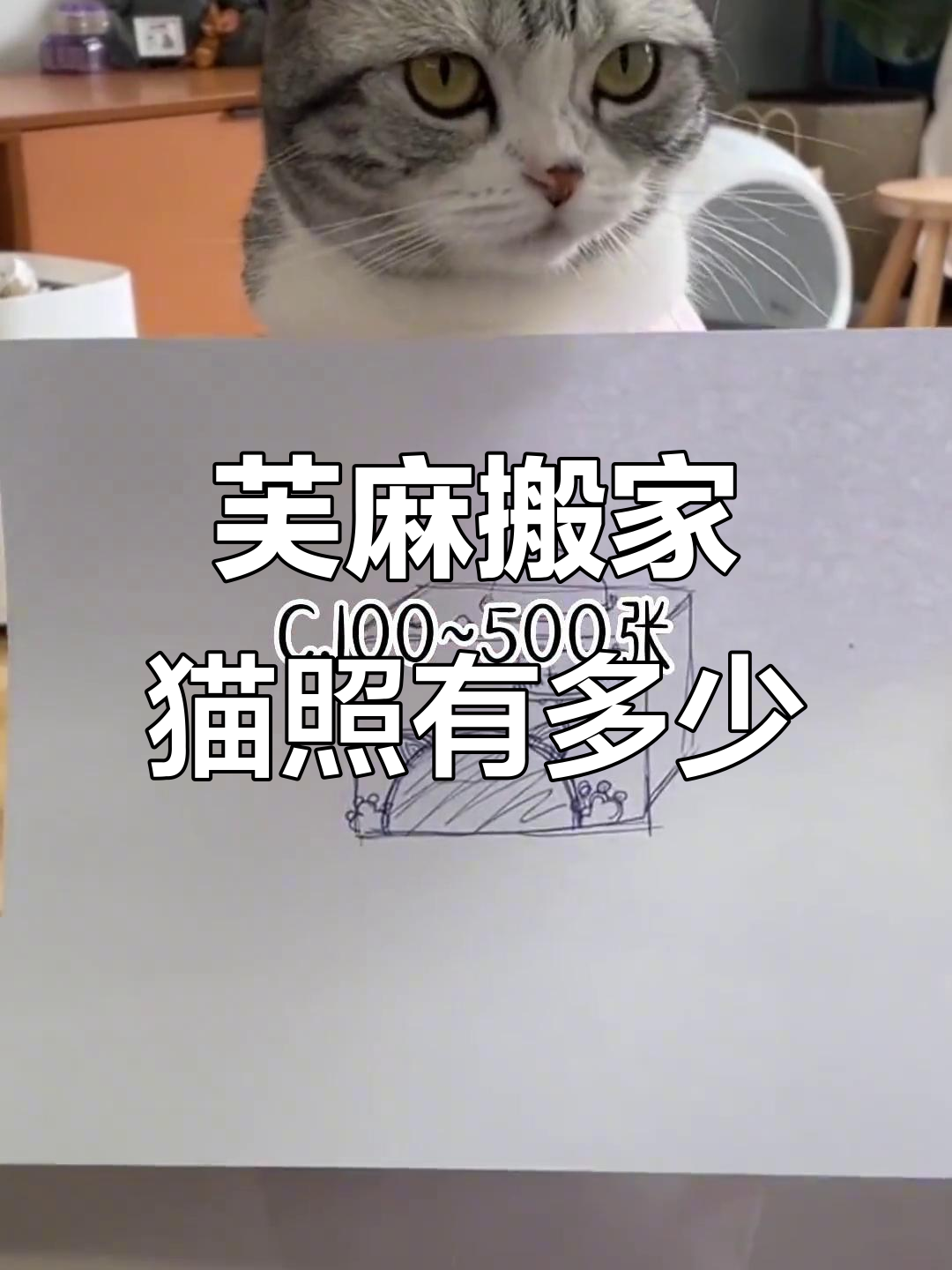 芙麻又要搬家,泡芙和安生的照片你收藏了多少?