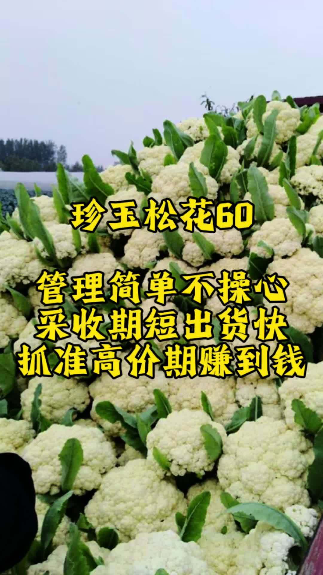 珍玉松花60早熟耐热松花菜,6月份可种植,管理方便采收期短!耐热花菜 珍玉松花60 三农