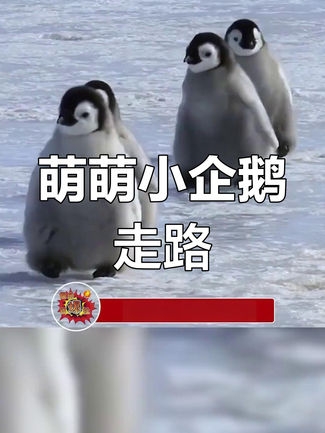 小企鹅走路太萌了,简直是一口一个的表情包!