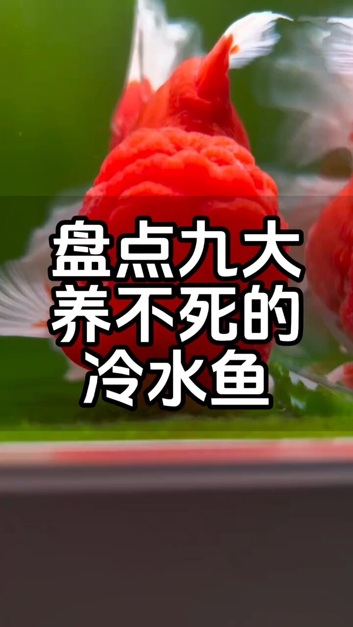 盘点九大养不死的冷水鱼!最后一种千万别碰