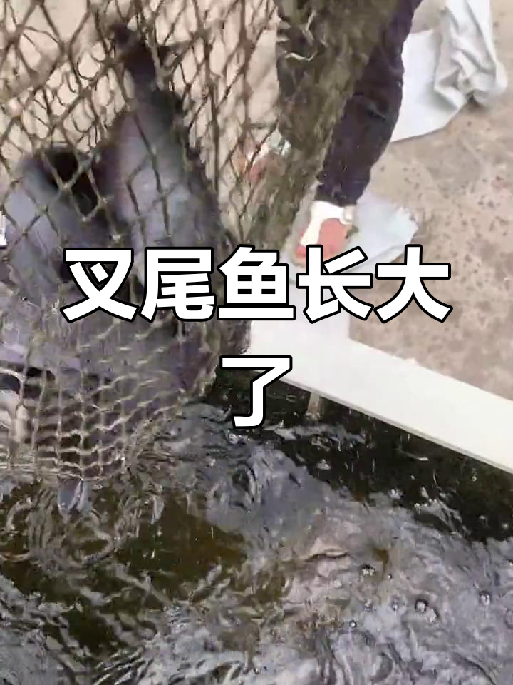 从鱼苗到美味叉尾鱼的成长历程,看看现在有多大!