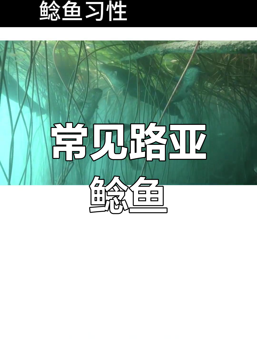 路亚钓鲶鱼技巧解析