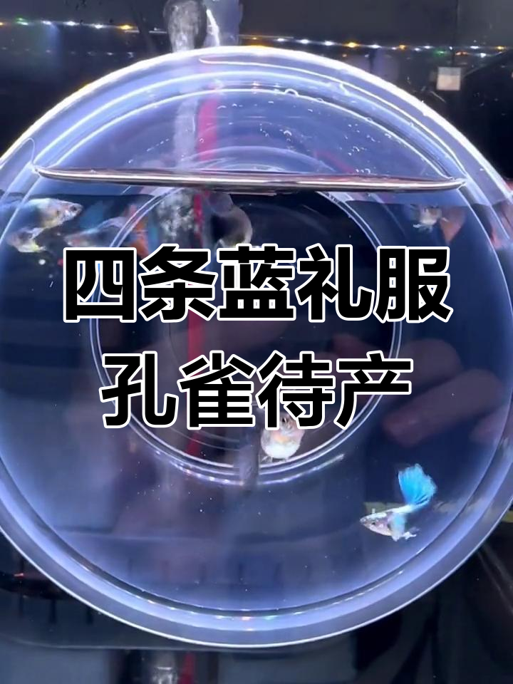 孔雀鱼待产隔离,四条母鱼转移至繁殖盒