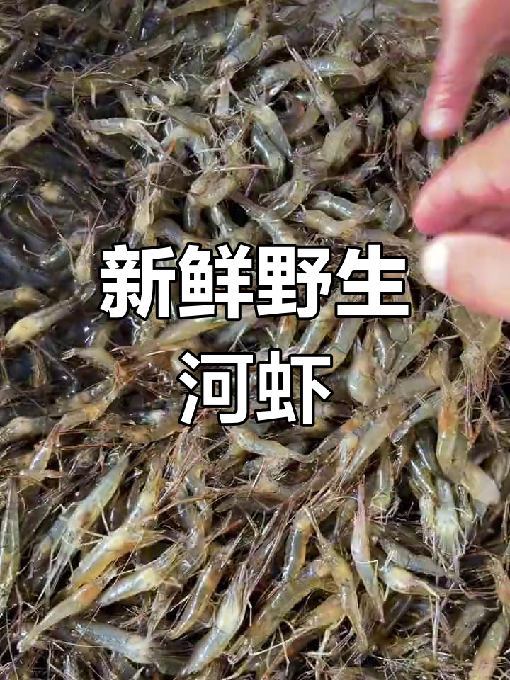 微山湖野生河虾,肉质鲜美,炒着吃更下饭