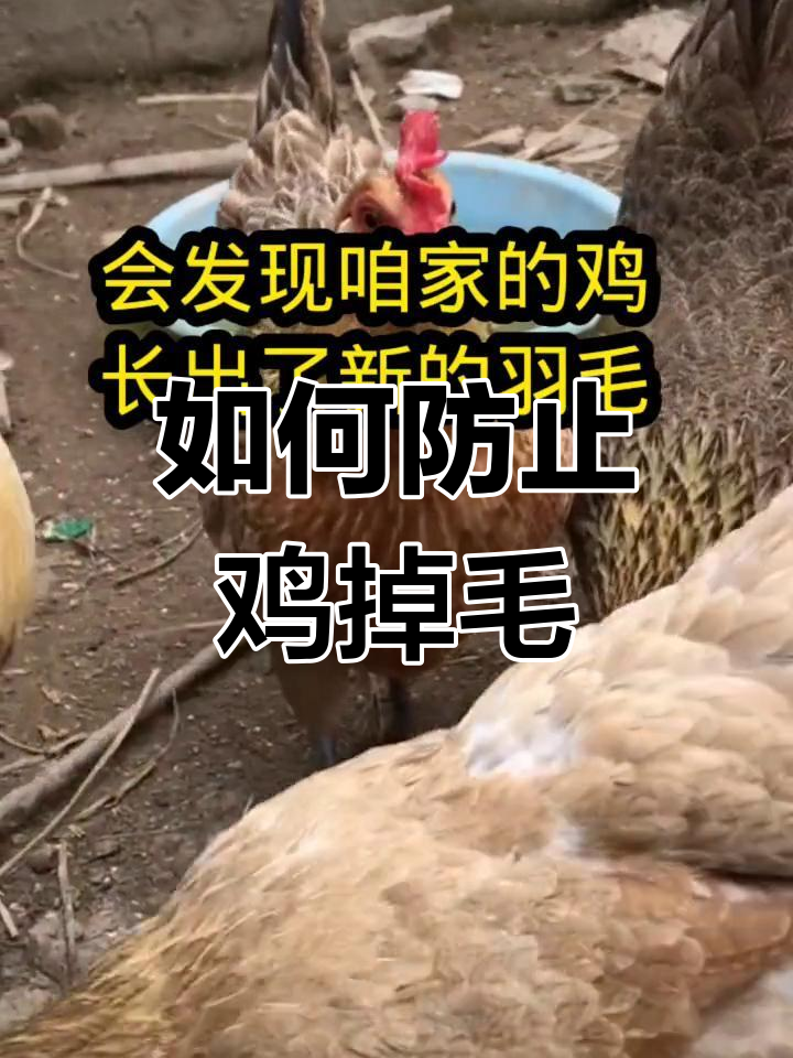 鸡群掉毛原因及解决方法