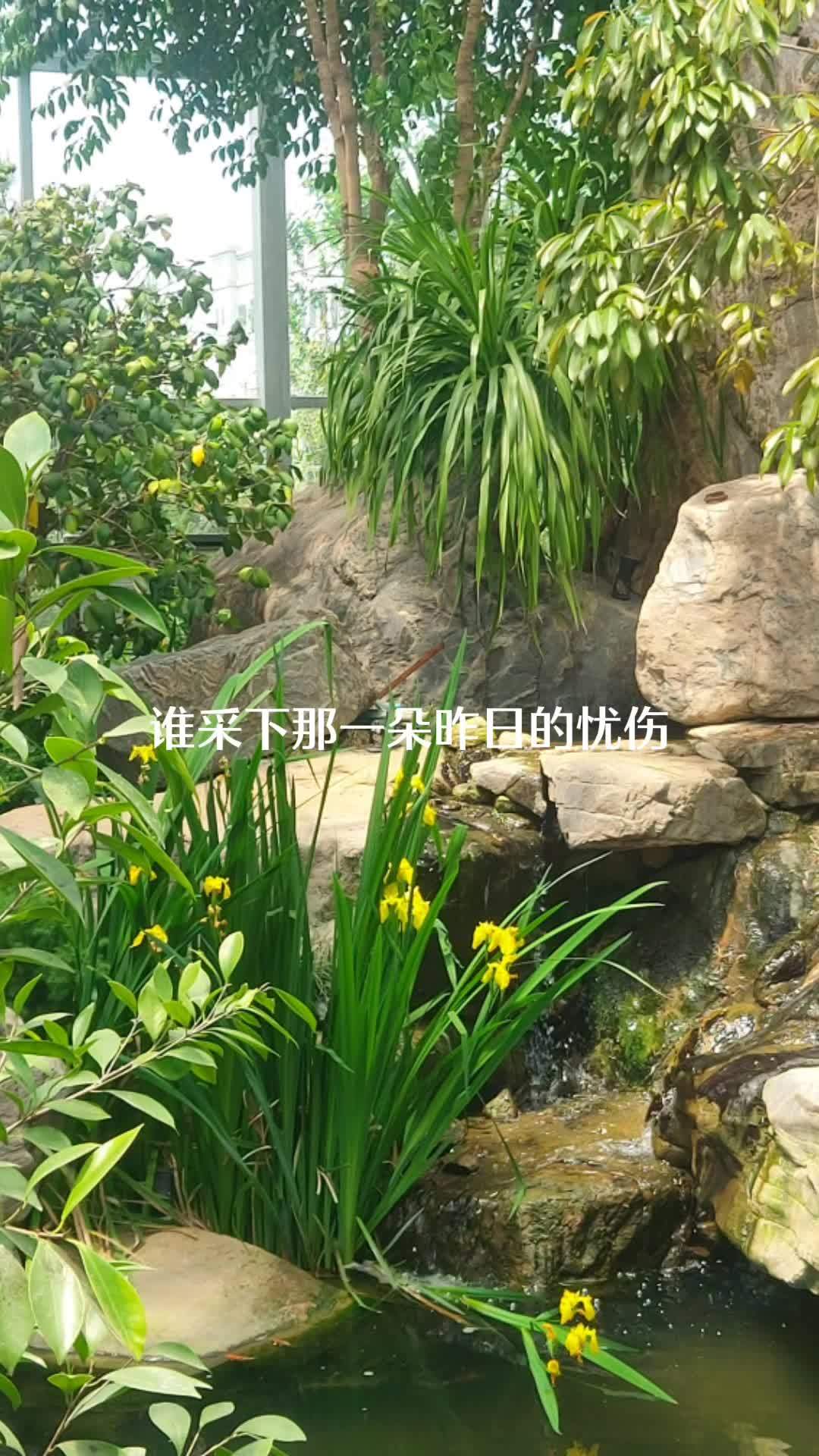 鱼儿自由自在的水中游 祝愿刷到视频的朋友都能发大财