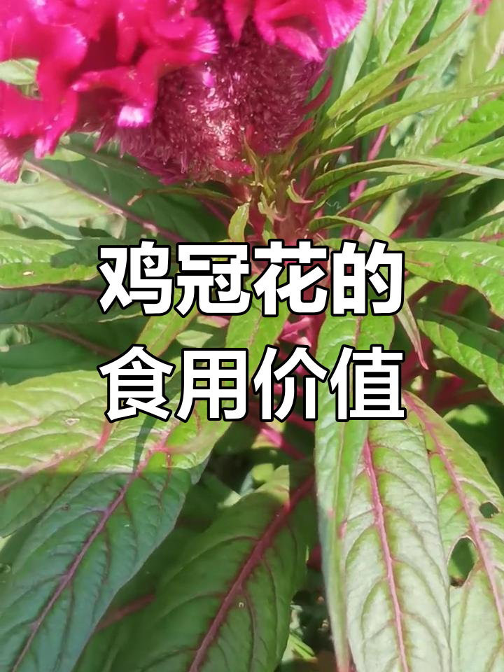 鸡冠花不仅是观赏植物,还能吃!农村城市都能见到的宝贝