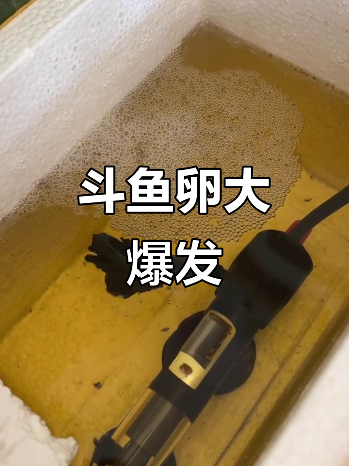 斗鱼卵密密麻麻,第一次养这么多,能全活吗?