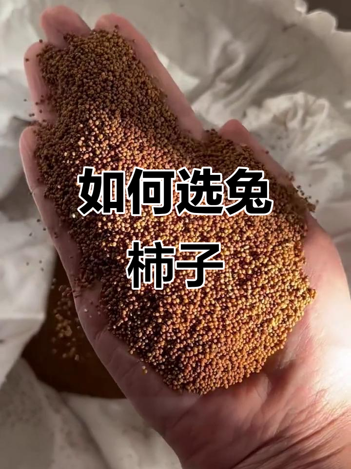 菟丝子如何挑选?黄藤子的特点与用法揭秘