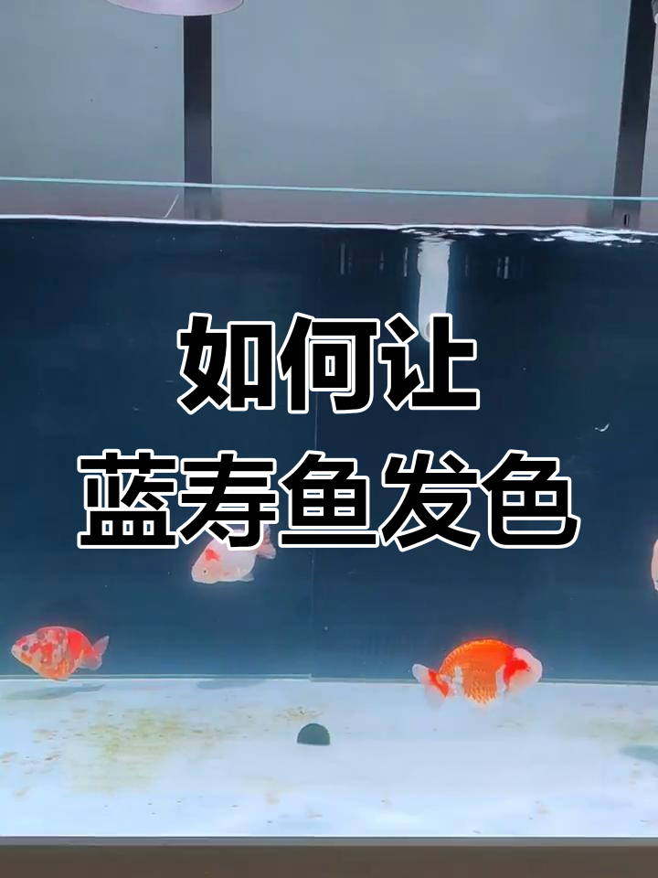 蓝寿鱼颜色变浅?这些方法让它恢复光彩
