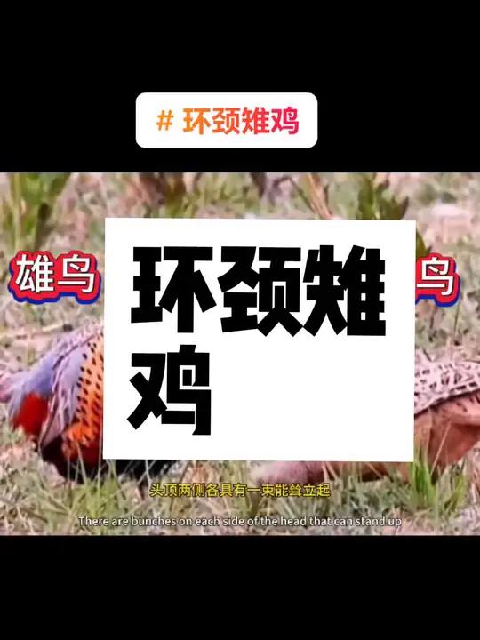 野鸡,又称雉鸡或环颈雉,属于鸡形目雉科。体形较家鸡略小,但尾巴却长得多。雄鸟和雌鸟羽色不同