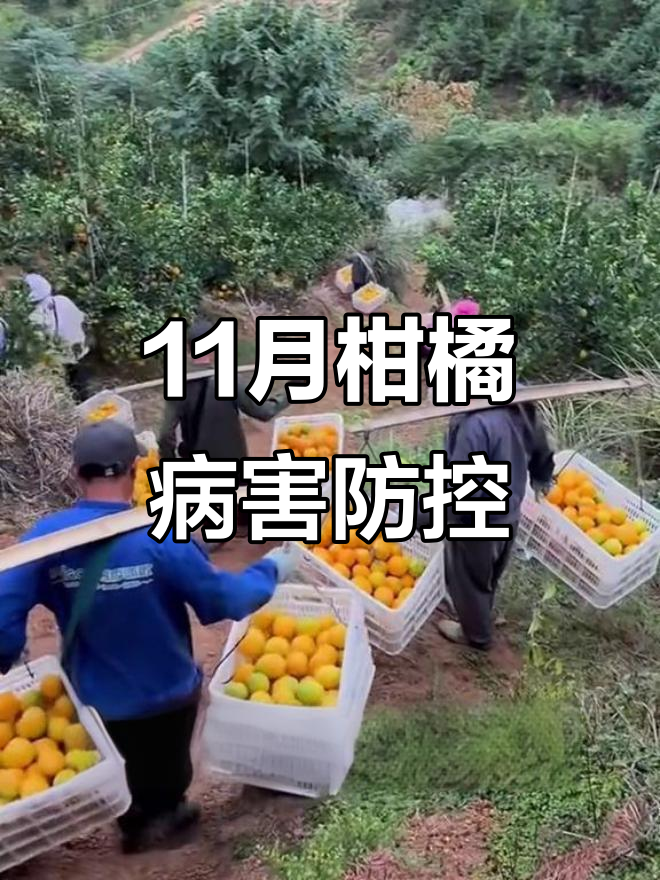 11月晚熟柑橘病虫害防治全攻略，红蜘蛛、褐腐病等如何应对