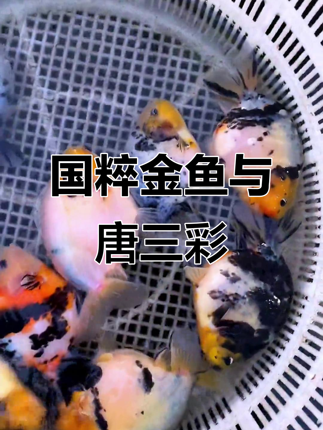 探秘国寿、山水画与唐三彩的魅力,金鱼也能如此精彩