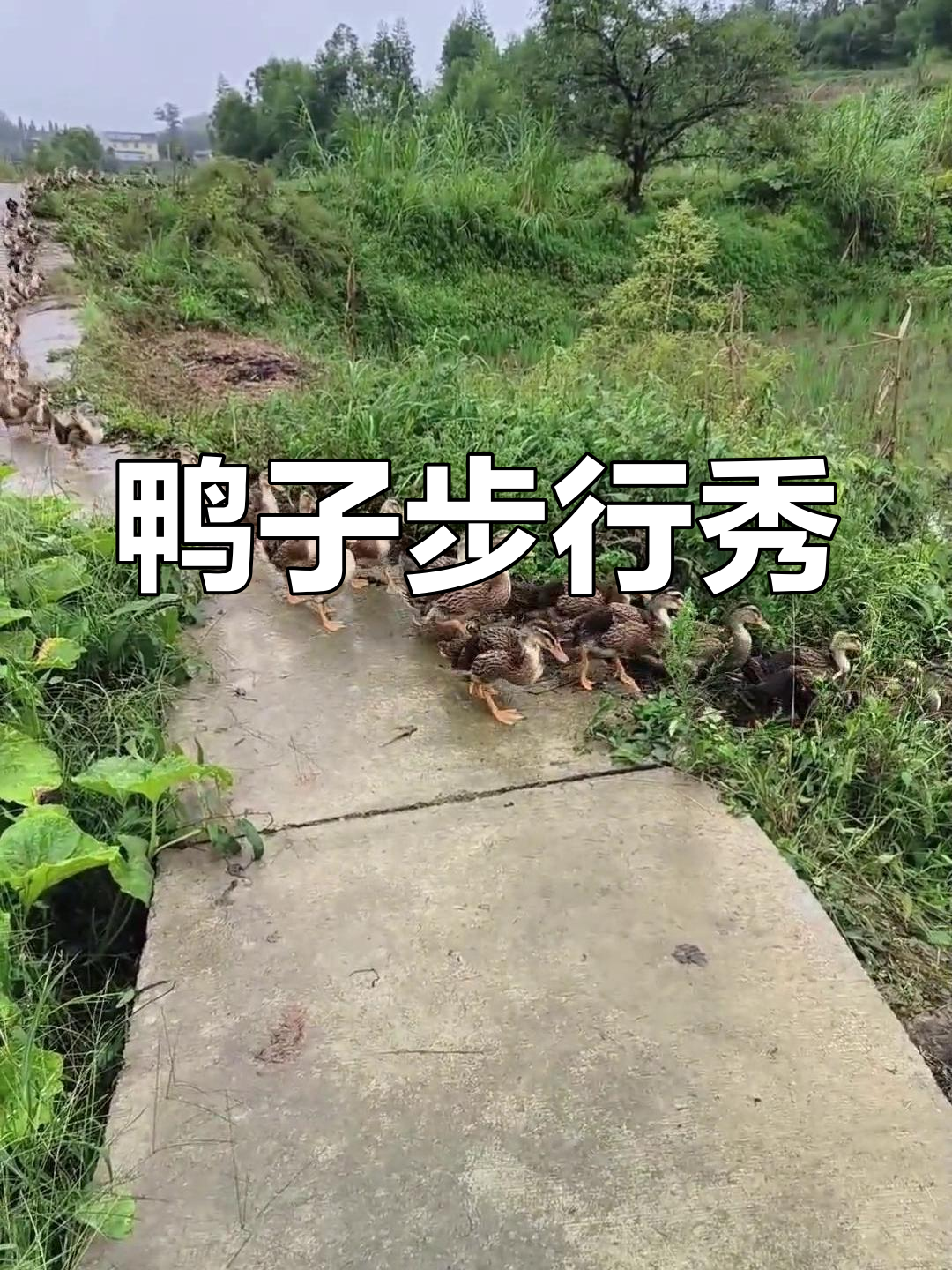 鸭子步态独特,评论区热闹非凡!
