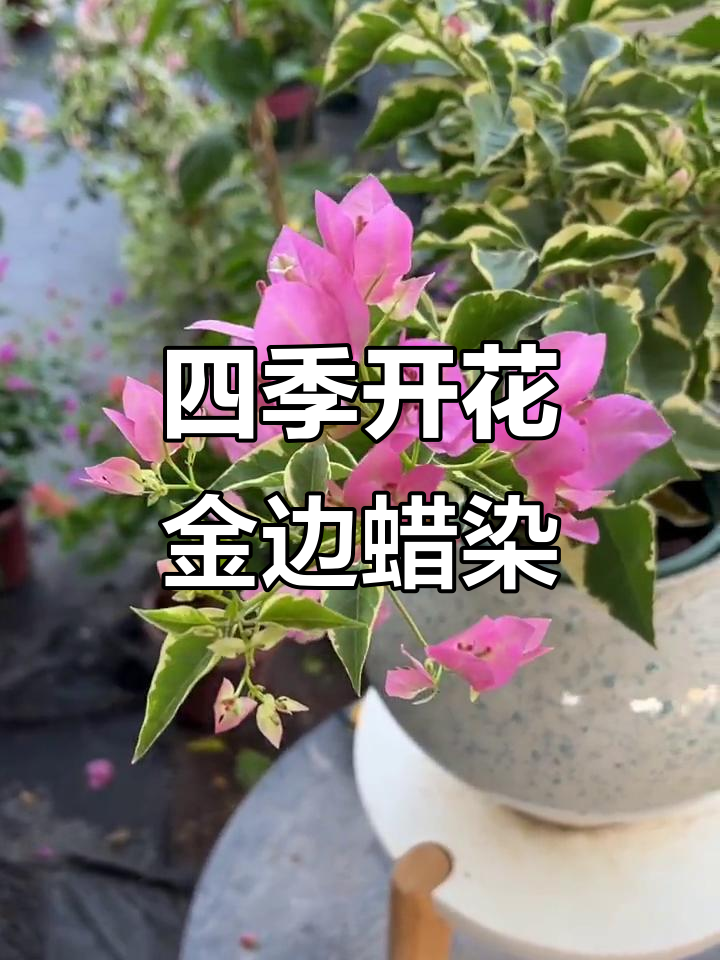 金边蜡染粉,四季常开,花瓣如丝绒般细腻