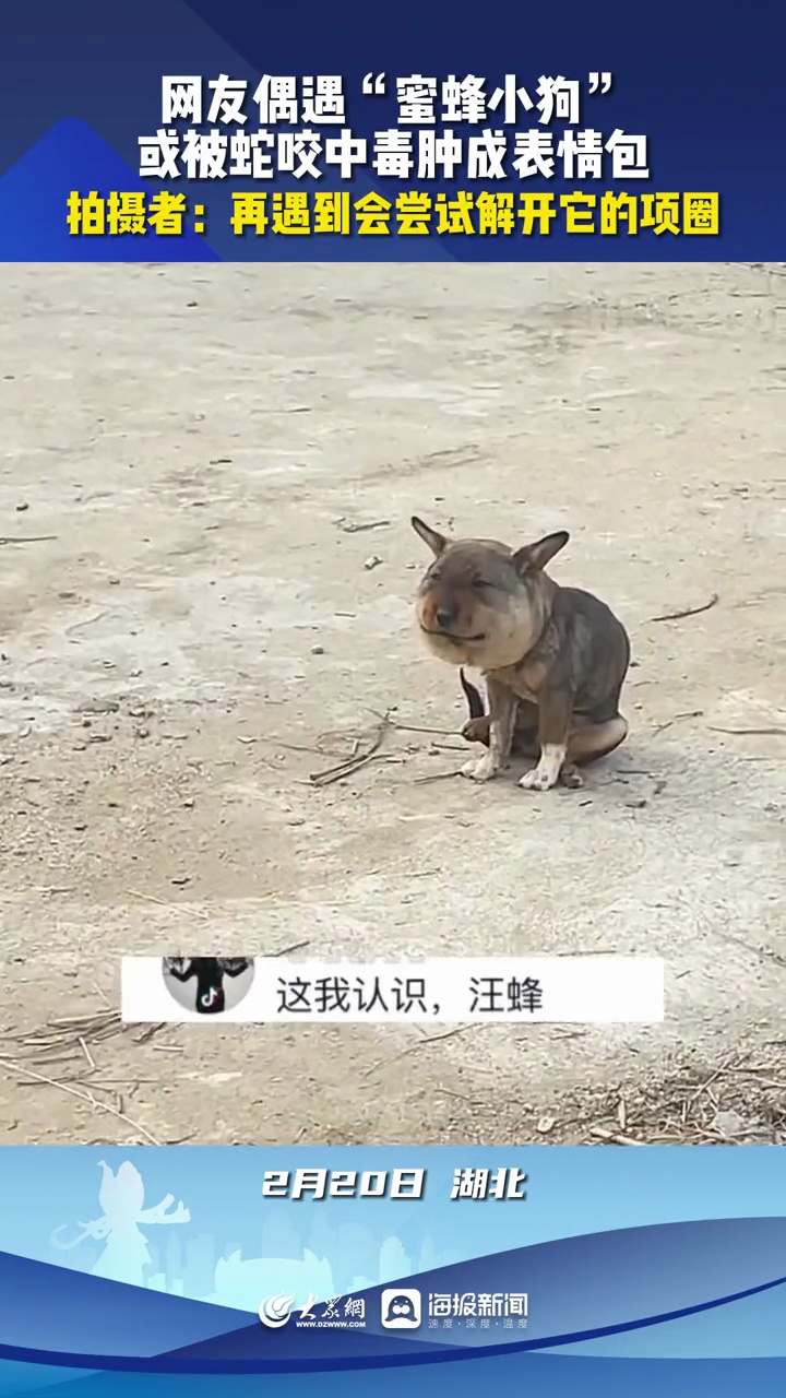 网友偶遇“蜜蜂小狗”,或被蛇咬中毒肿成表情包 万万没想到 原谅我不厚道的笑了