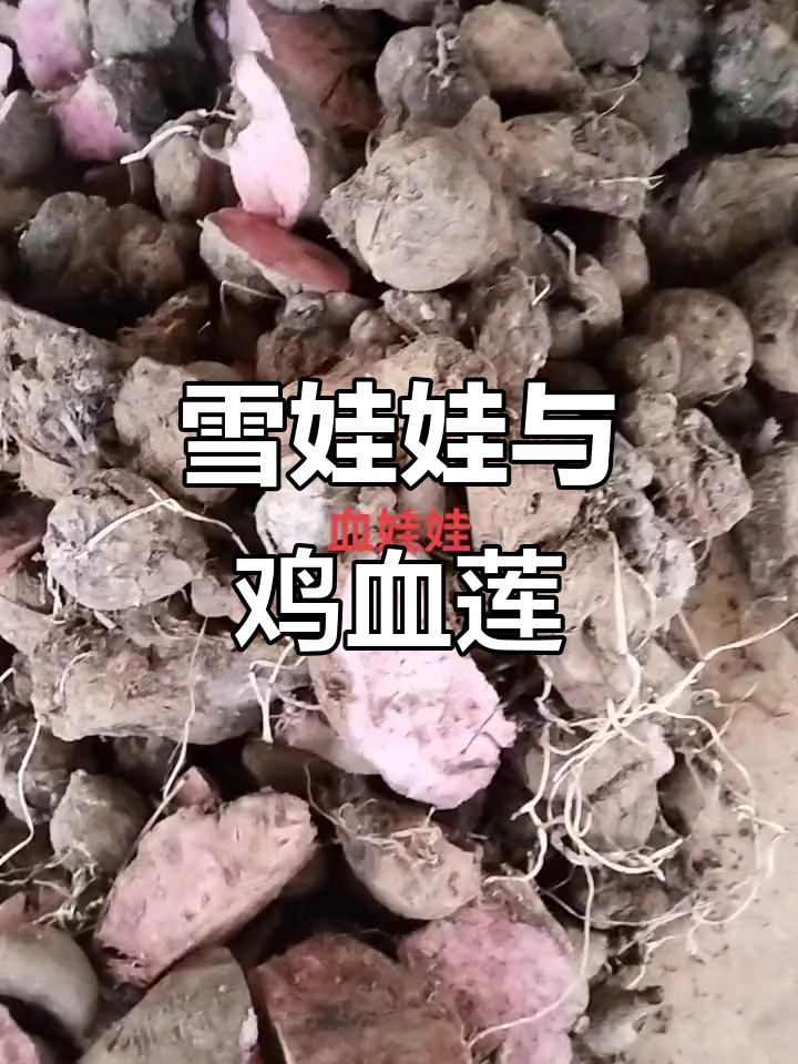 鸡血莲:像豆腐块一样的红色药材,你见过吗?