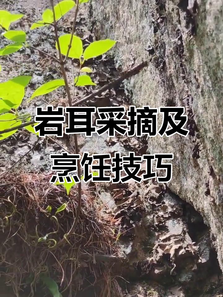 野生岩耳采摘与家常做法,凉拌炒肉全攻略