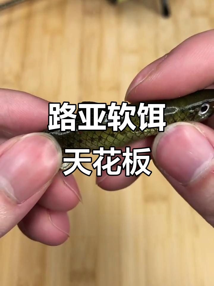 鱼都难辨真假的路亚软饵,仿真设计太逼真了
