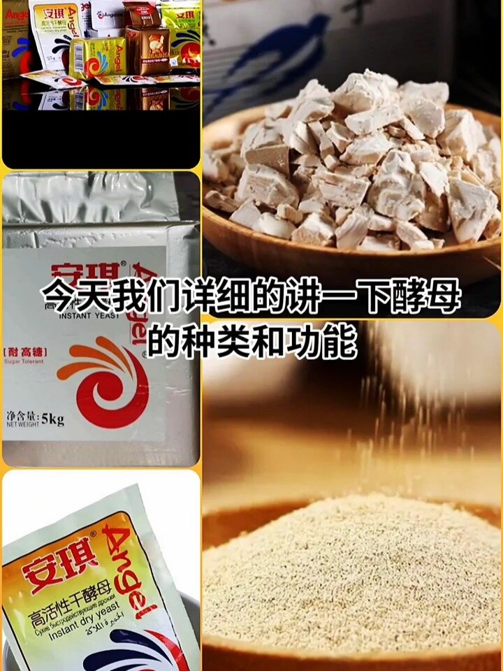 酵母的分类