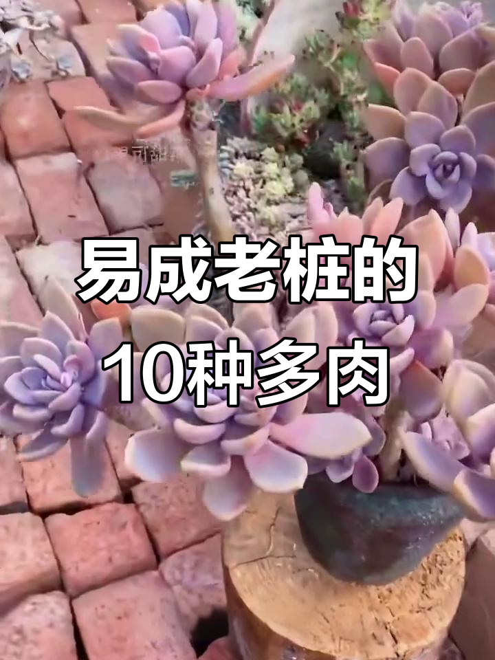 10种最容易养成老桩的多肉植物，看看你养过几种？