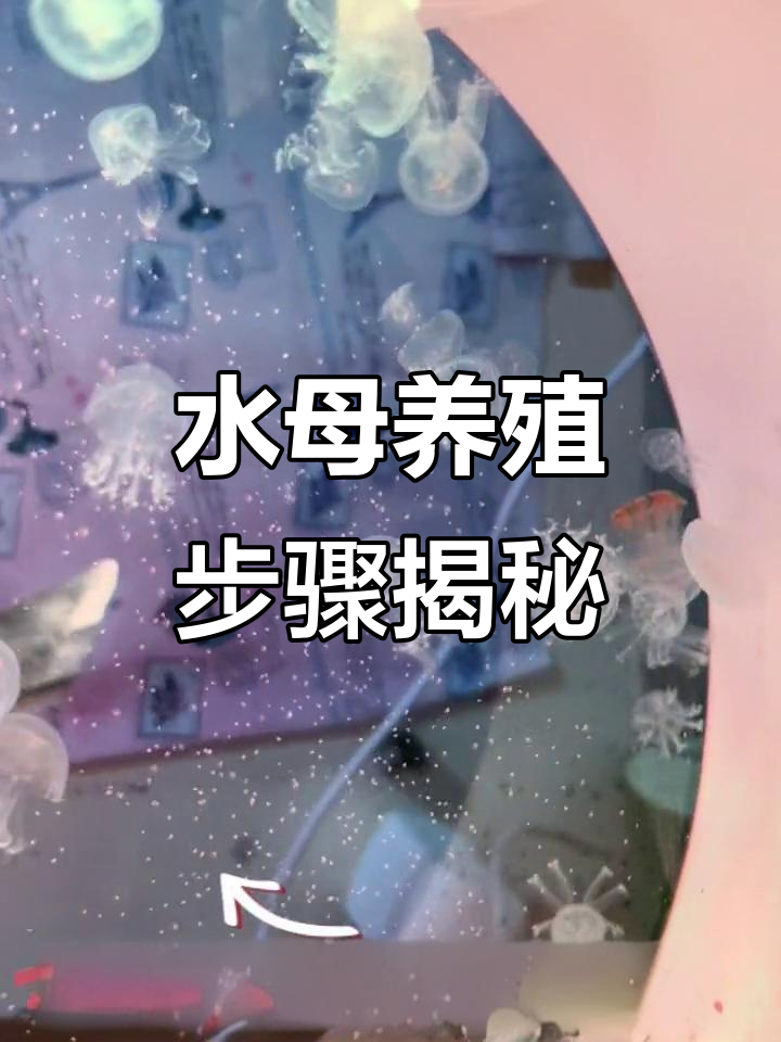 水母饲养全流程:从孵化到丰年虾喂食
