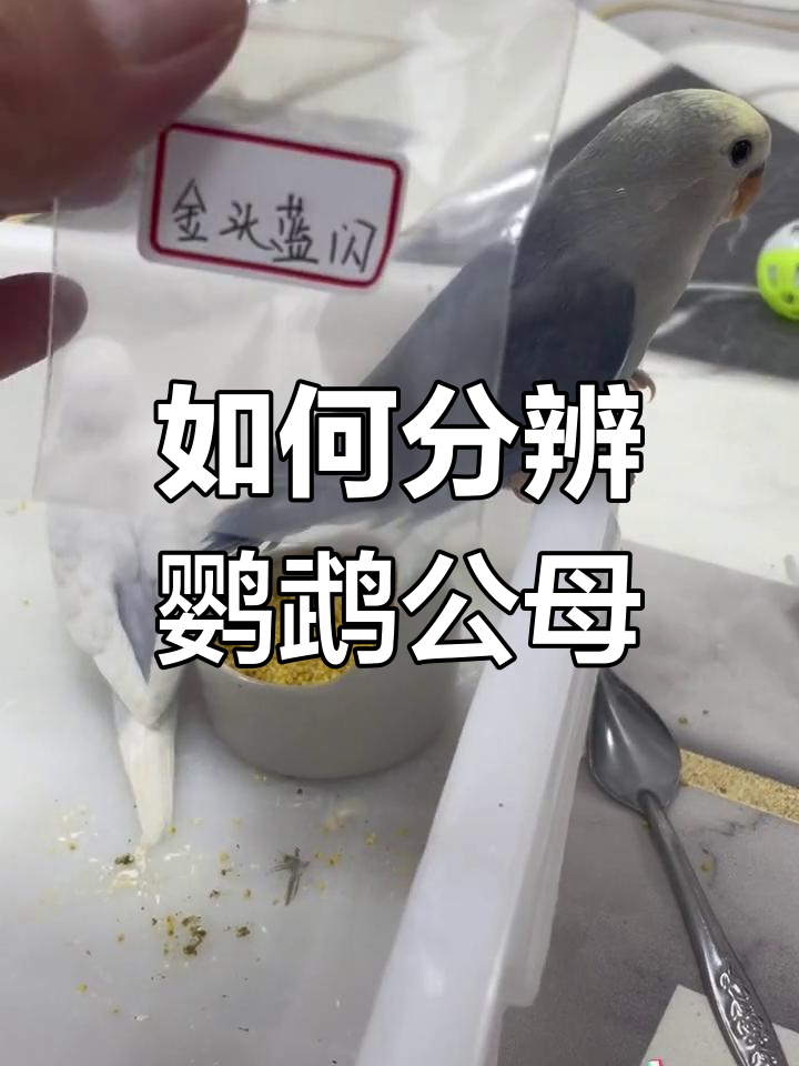 科学分公母鹦鹉的方法,轻松识别性别