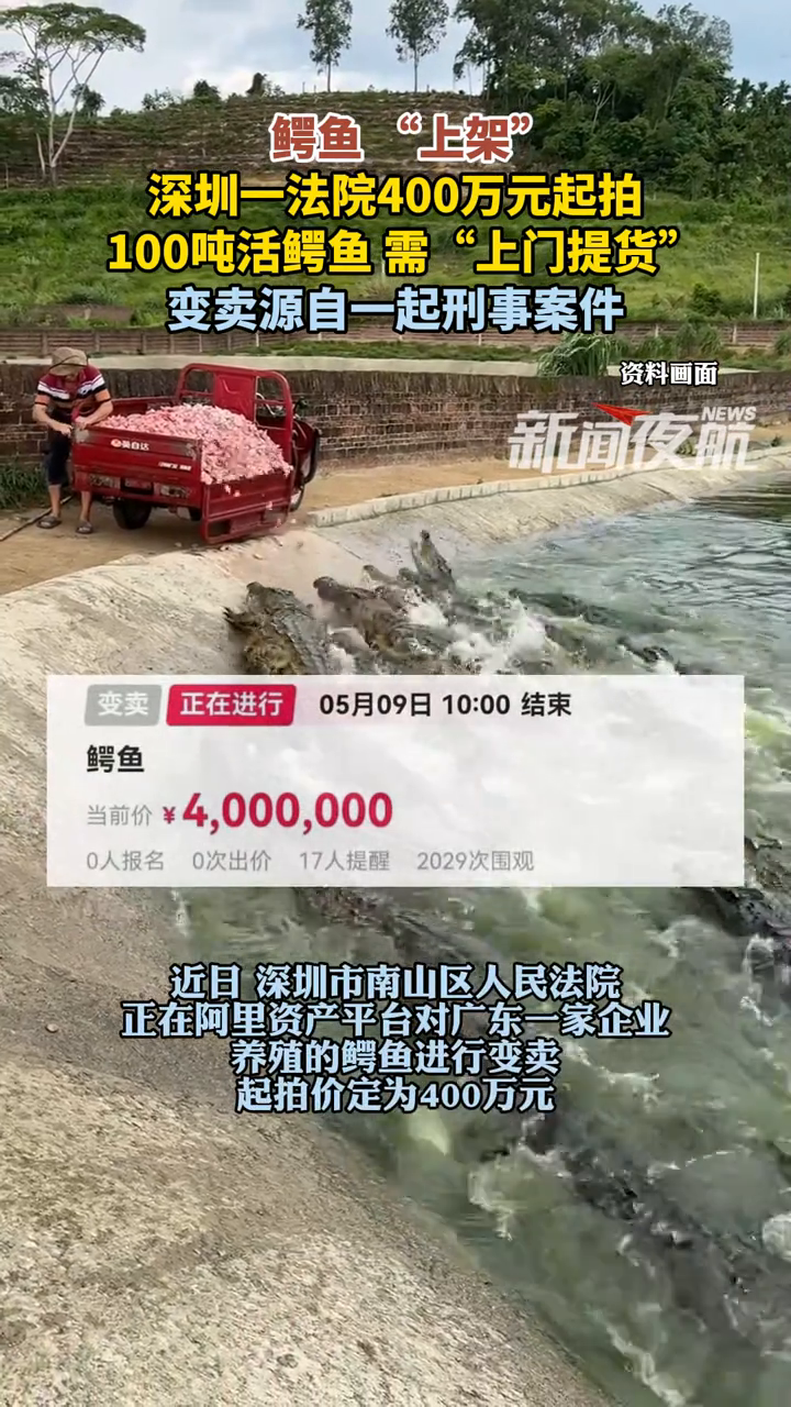 鳄鱼 “上架”,深圳一法院400万元起拍100吨活鳄鱼