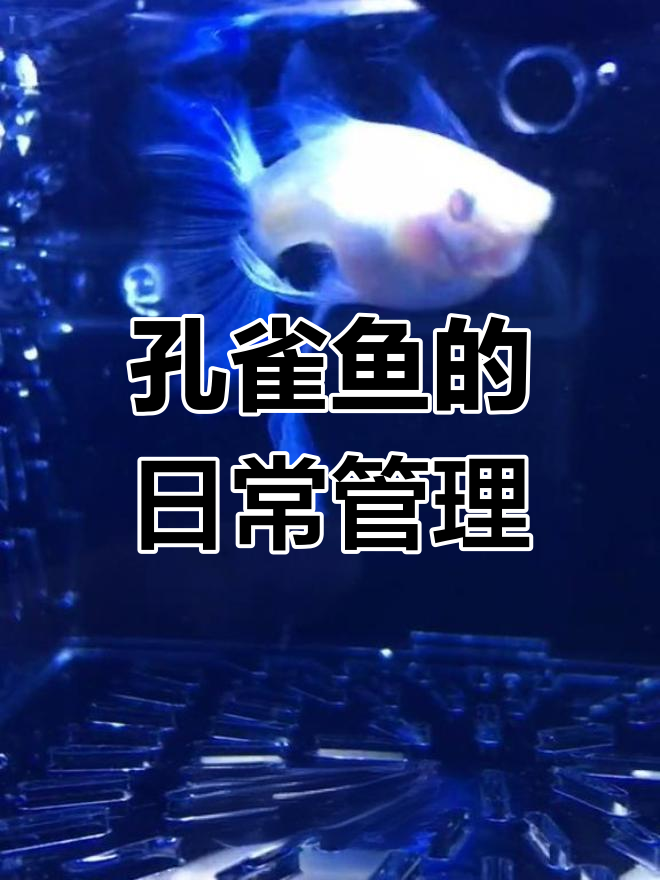孔雀鱼混养技巧:如何搭配温和的底吸、异形和螺类