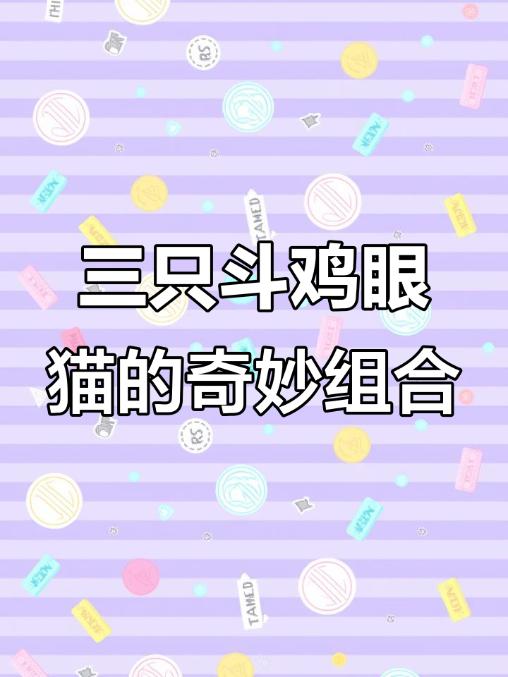 20元买三只斗鸡眼猫咪，智商超乎想象