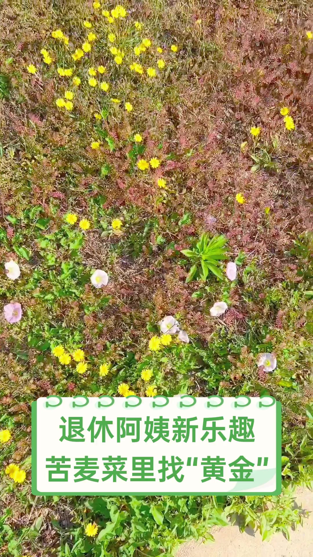 退休阿姨新乐趣,苦麦菜里找“黄金”