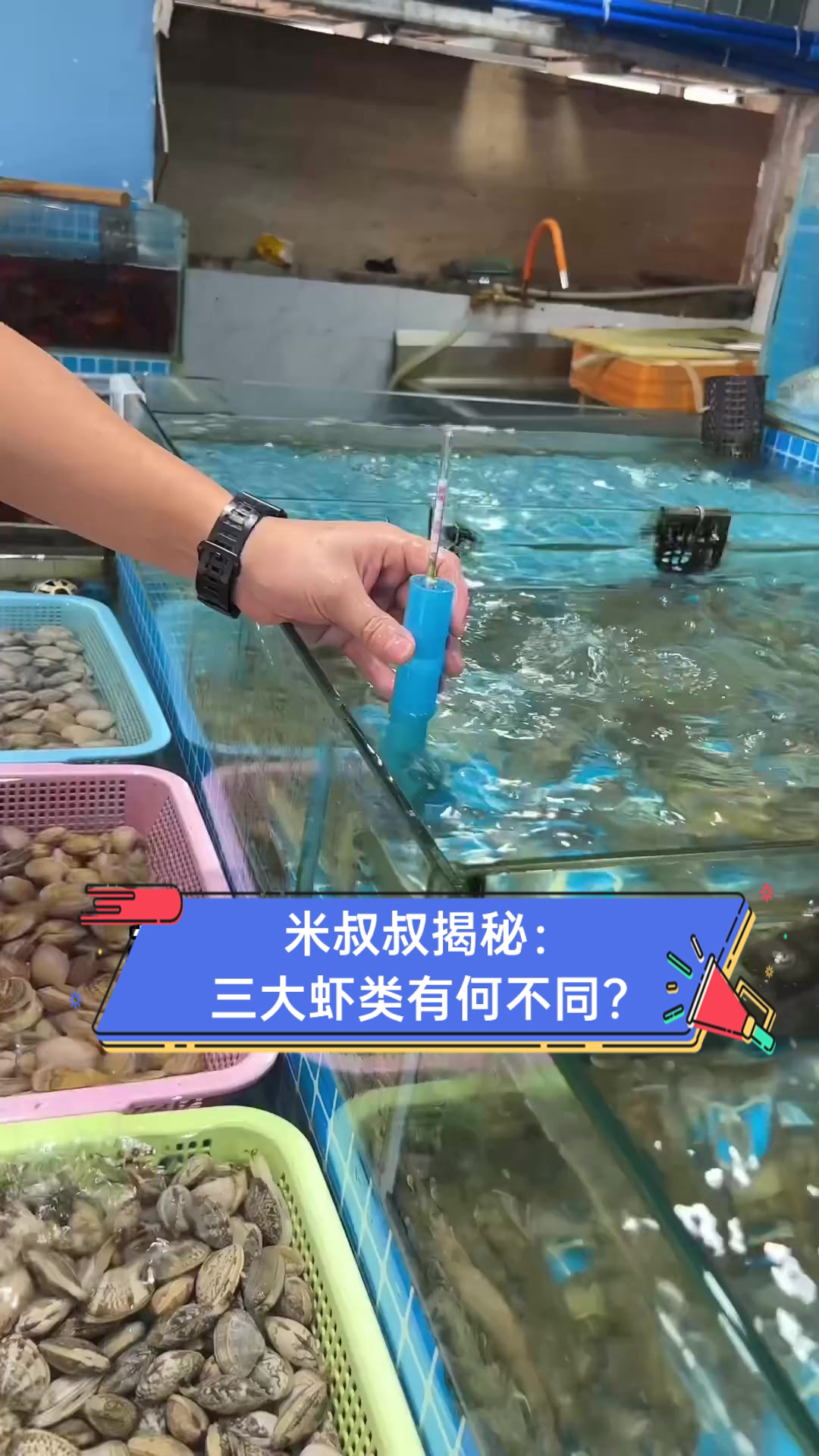 米叔叔揭秘:三大虾类有何不同?