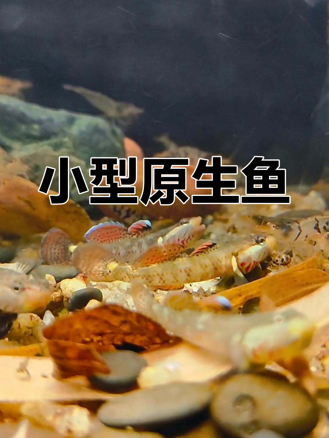 溪流中的小精灵:溪吻虾虎