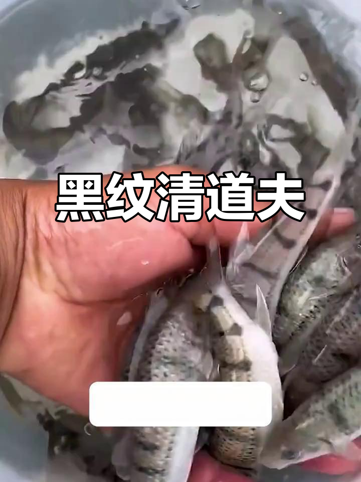 这款黑环纹身鱼，温柔又勤快，轻松清洁水族箱