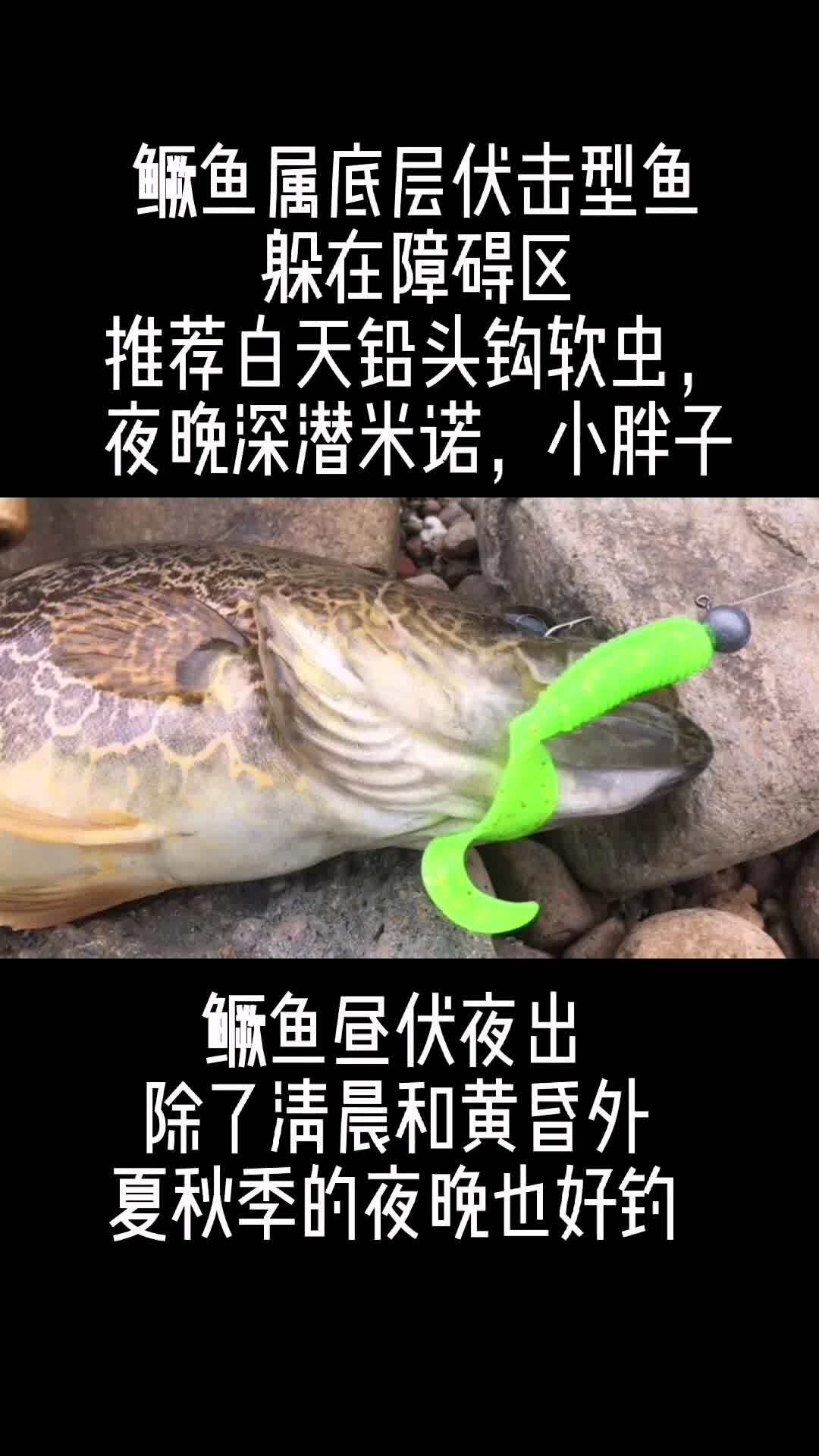 常见路亚对象鱼鳜鱼翘嘴马口白条黑鱼的水层标点,最佳路亚假饵选择及路亚季节和时间 路亚鳜鱼 