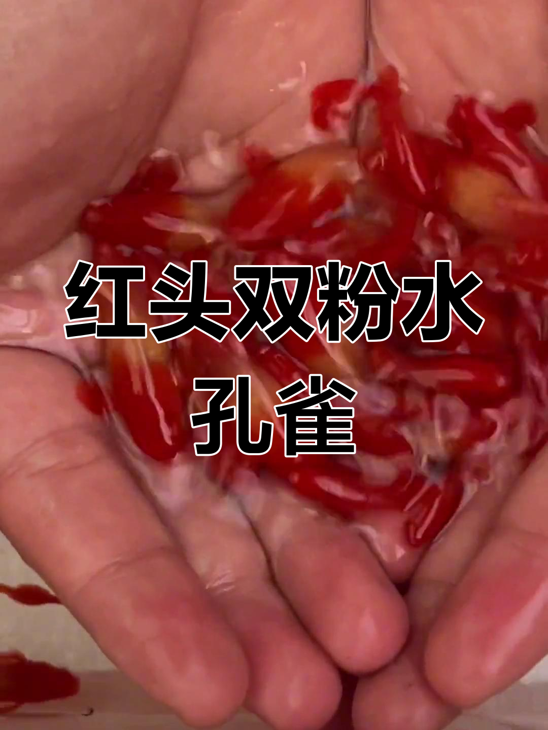 双分水孔雀鱼,红头系列天花板!