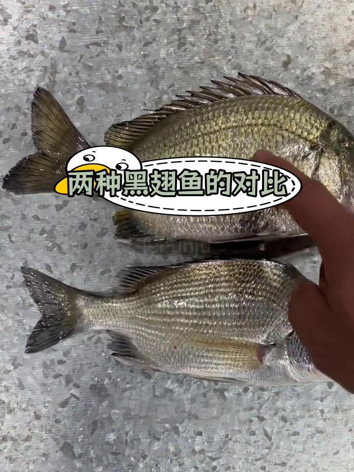 黑翅鱼种类解析:粗鳞片与宽体差异