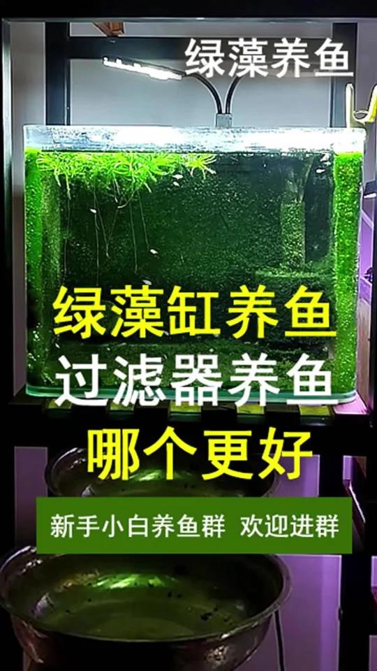 绿藻缸缸养鱼 与过滤器养鱼 哪个好