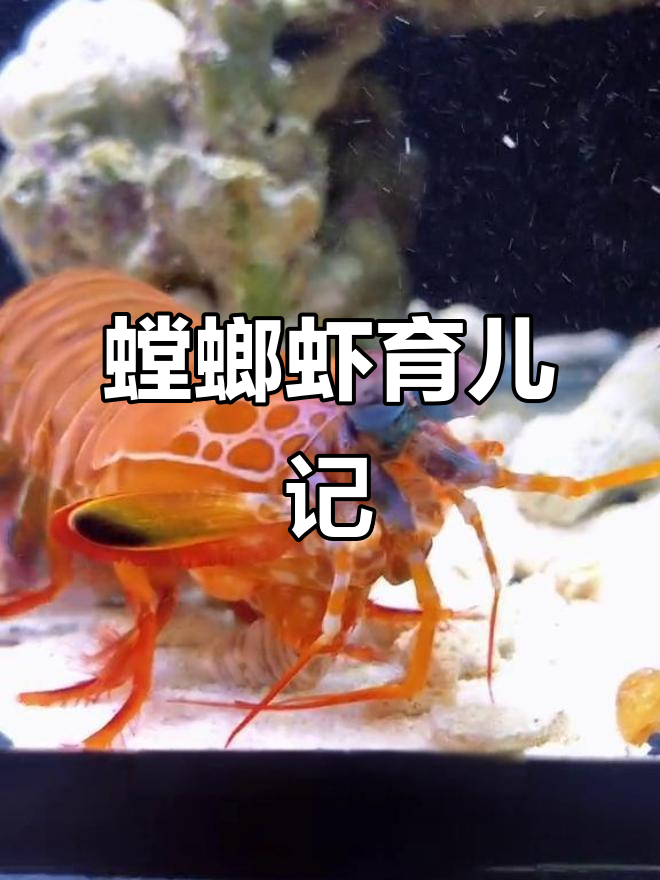 小螳螂虾忙着孵卵,明天开办早教班!