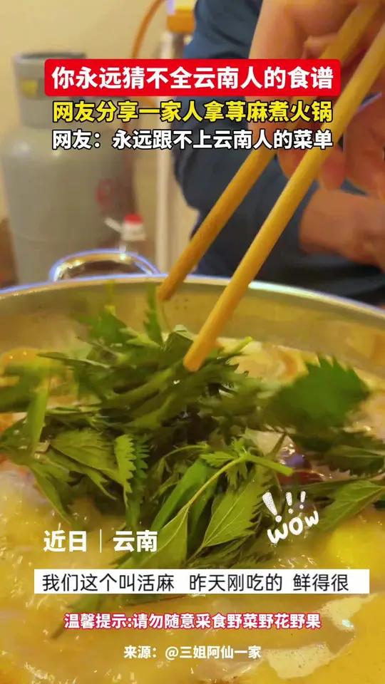 你永远猜不全云南人的食谱#云南人的食谱 #荨麻火锅 #舌尖上云南 #没想到吧我也没想到