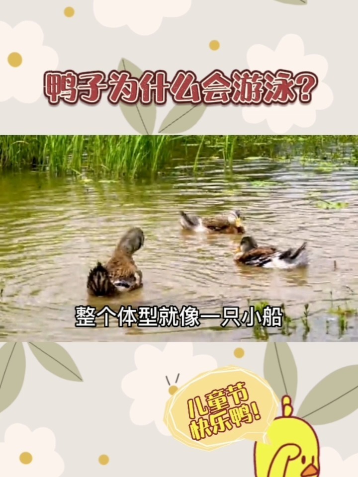 鸭子为什么会游泳?知识科普