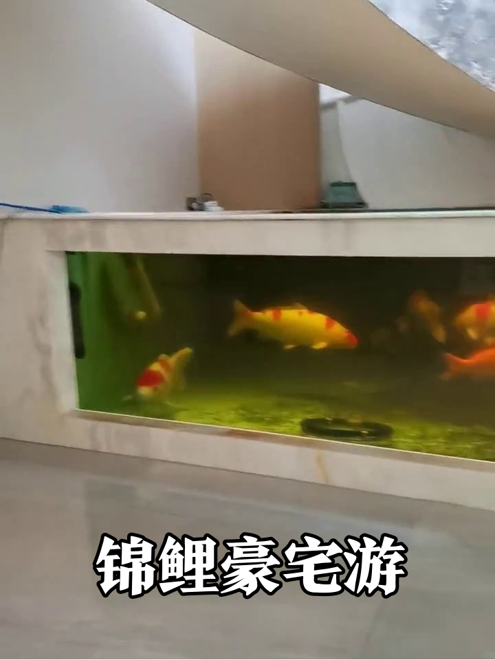 大厅豪华鱼缸里,锦鲤们的“豪宅”生活太悠闲