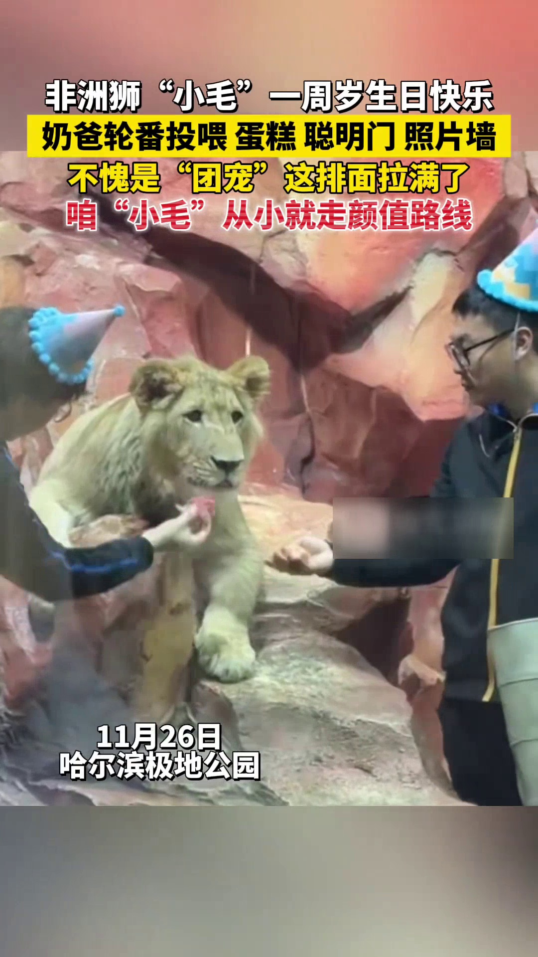 非洲狮“小毛”1岁啦!奶爸精心准备肉肉蛋糕、照片墙,轮番投喂